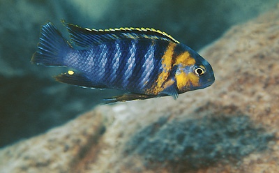 Tropheops sp. 'red cheek' Likoma Island